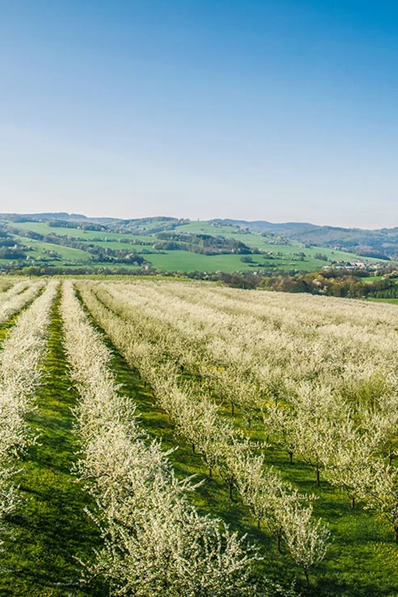 Vizovicei tájkép és a Jelínek gyár